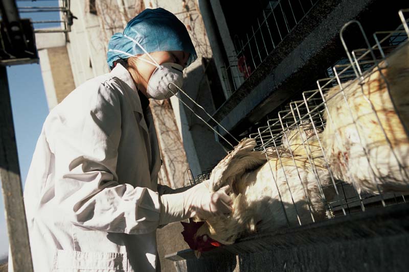 Avian influenza A(H7N9)